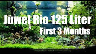 Juwel Rio 125 Liter Aquascape  First 3 Months [upl. by Brenk]