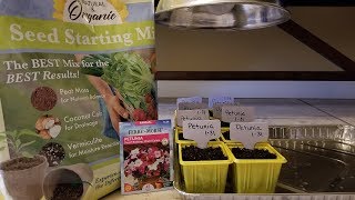 Starting Petunia Seeds Indoors [upl. by Eatnahs]