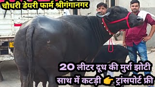 20 भैंसें 24 घंटे 365 दिन बिकाऊ रहती है 20 लीटर दूध की मुर्रा झोटी बिकाऊChaudhari dairy farm [upl. by Nosae]