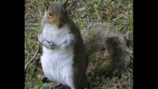 William Branham Witnessed The Creation of Squirrels [upl. by Airt]