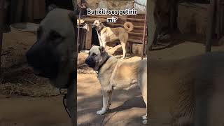 KOBRA VE MAMBA ONLAR BİR EFSANENİN ÇOÇUKLARI anatolianshepherddog animals [upl. by Arturo]