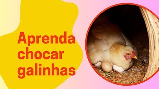 Aprenda por galinhas pra chocar 🐣👍🤠 [upl. by Can]