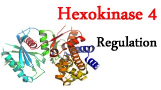 Regulation of hexokinase 4 [upl. by Nal268]