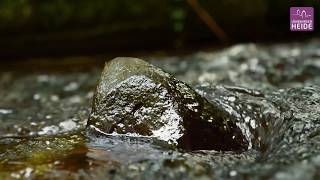 Ein Heidebach voller Leben  Die Lutter in der Lüneburger Heide [upl. by Gavin]