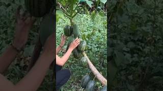 New technique of growing papaya plant papaya papayagrafting farming gardening viral shorts [upl. by Scevour]