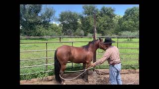 How To Teach A Horse to Pick Up Its Hooves For The First Time [upl. by Nagud]