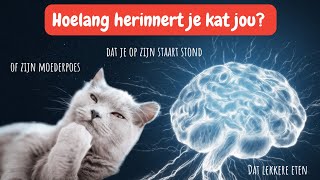 Geheugen van een kat zo herinneren katten hun baasjes misbruik hun moeder kattengeheugen uitleg [upl. by Vivl745]