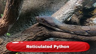 Reticulated Python  Krokodille Zoo Denmark [upl. by Essirehs]