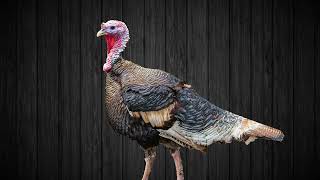 Turkey Gobble Sound Effect  Free Creative Resources [upl. by Yrtnej]