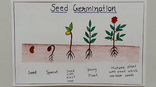 How to Draw Seed Germination Step By Step ✏️ Draw Sprouted Seed Easy [upl. by Otxis]