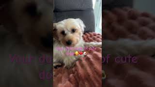 Aren’t they so cute🥰🐶taylorswift puppy dogs spedup adorable [upl. by Photina806]