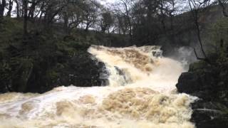 Ingleton Waterfalls in flood [upl. by Cinomod]