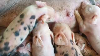 neneilonggavlog3940 Mother Pig Nursing Piglets  Pig Farming trending piglets pangkabuhayan [upl. by Luo]