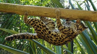 Margay The acrobat of the small cat world [upl. by Llevaj]