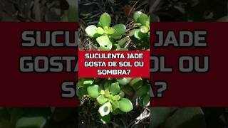 SUCULENTA JADE PREFERE SOL OU SOMBRA suculentas dicas horta [upl. by Enyal660]