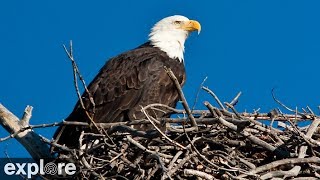 Sauces Bald Eagle  Channel Islands National Park Cams powered by EXPLOREorg [upl. by Luce]