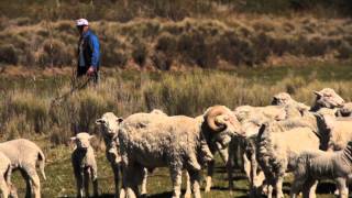 PRODERPA Asociación Criadores de Cabras Angora de Neuquén [upl. by Brout]