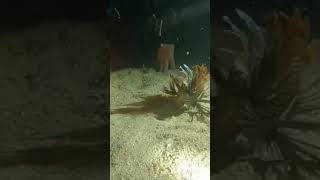 Bobbitt Worm Eats Lionfish Fed To It underwaterdiving [upl. by Cheney929]