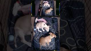 puppies learned how to shake a VERY proud moment as it happened on stream youll love this one [upl. by Llij]