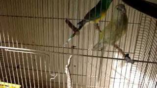 Grass parrots  Papagali Cantatori [upl. by Havot]