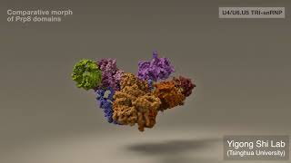 Mechanistic Understanding of PremRNA Splicing by the Spliceosome [upl. by Greerson610]