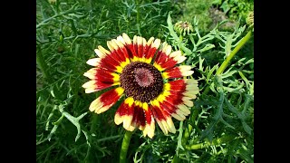 Хризантема1 Chrysanthemum2 Garden flowers217 Декоративные растения [upl. by Joyann]