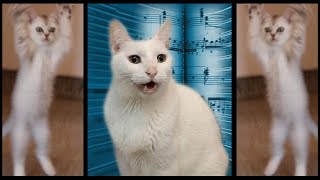 Cats Sing Classical Music  Can Can  Cats Version  Cats Parody [upl. by Aihsema]