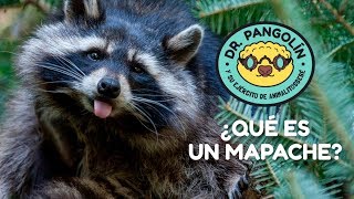 ¿Qué es un mapache  Dr Pangolín y su Ejército de Animalitosbebé [upl. by Jacintha757]