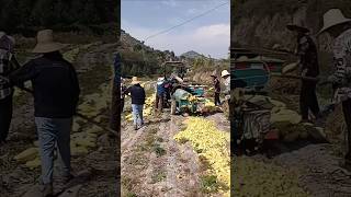 Calabash gourd peeling  good tools and machinery to improve work efficiency [upl. by Lyrem]