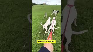 Dogo Argentino vs Cane Corso Fight [upl. by Sherborn]