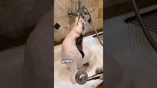 This dog just loves to shower❤️ [upl. by Lepley943]