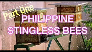 PHILIPPINE STINGLESS BEES  10 BASIC ESSENTIALS TO START FARMING [upl. by Brodench]