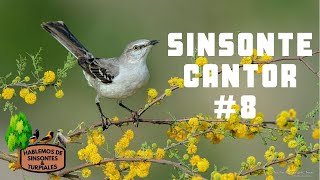 SINSONTE  CENZONTLE CANTOR 8 VIDEO PARA ENSEÑARLE LINDAS MELODIAS A TU SINSONTE [upl. by Simone]