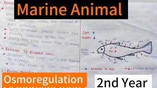 Marine AnimalsOsmoregulationOsmoconformersOsmoregulator [upl. by Tengler]