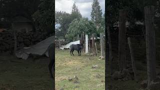 Esta VACA BRAVA Nos ATACA En El RANCHO De CRISTO NEGRO shorts vaca vacas short video fyp fy [upl. by Aspasia938]