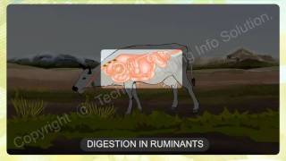 NUTRITION IN ANIMALS  15 DIGESTION IN RUMINANTSavi [upl. by Aluap]