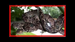 Care sheet for amazon tree boas corallus hortulanus [upl. by Lyon497]