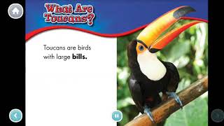 Toucans animal Safari nonfiction bookskids bookslearn English learn to read [upl. by Golter]