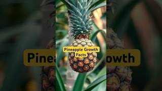 Pineapple Growth Facts PineappleFacts FruitTips HowToChoosePineapple Pineapple shorts [upl. by Mitchel]