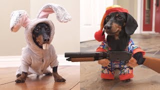 Ep 6 Easter Bunny Wakes Up Grumpy Wiener Dog [upl. by Addison]