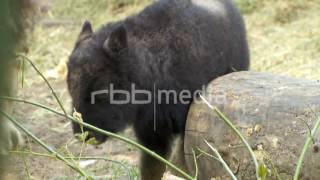 Musk ox calf rubbing on a stone 2015 [upl. by Latsirhc771]