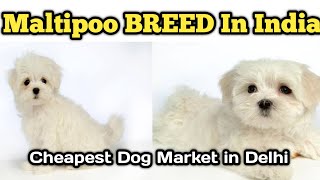 Maltipoo BREED In India  Cheapest Dog Market in India Cheapest Dog Market in Delhi9711696640 [upl. by Aitnis]