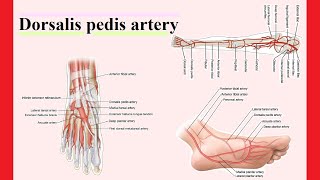 dorsalis pedis artery [upl. by Michiko]