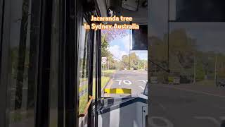 Jacaranda tree subscribe sydney diwali trees viralshort sydneypark india [upl. by Enad387]