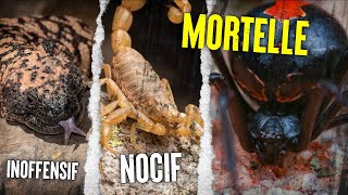 TOP 10 Des Animaux Les Plus ☠️ Venimeux Au Monde [upl. by Banky]