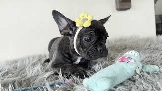 Lexi  Brindle French Bulldog Female  Available Now​ [upl. by Roehm]