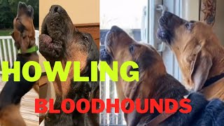 Howling Bloodhounds So lovely and fulfilling howlingdog howling bloodhound dogs [upl. by Skiest]