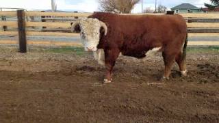 Hereford stud bull with attitude [upl. by Atinwahs470]