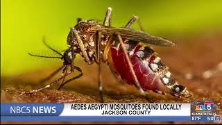 Aedes Aegypti mosquitos found in Jackson County first time in Oregon [upl. by Piers]