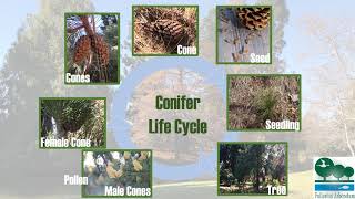 Fullerton Arboretum  Conifer Life Cycle Biomes [upl. by Bordiuk]